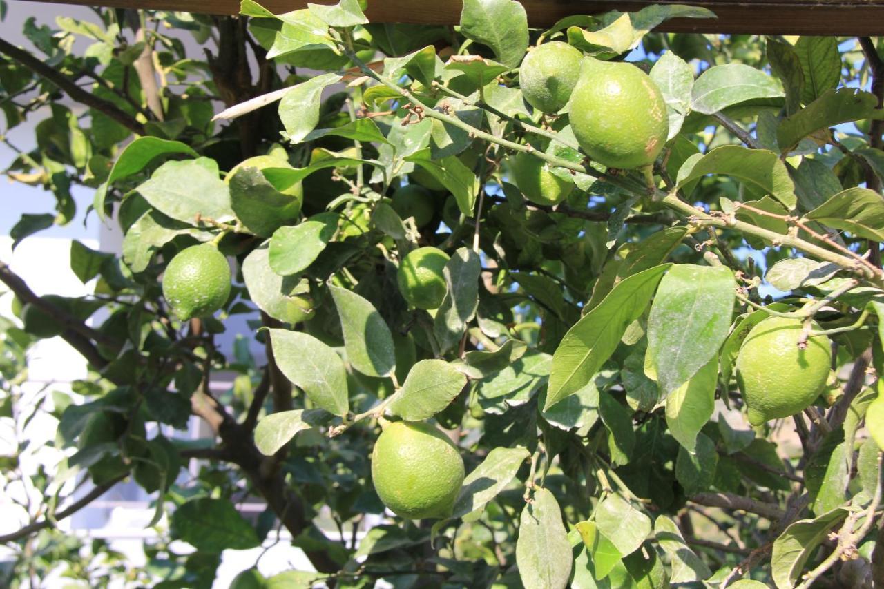 Vila Hadhri بورش المظهر الخارجي الصورة